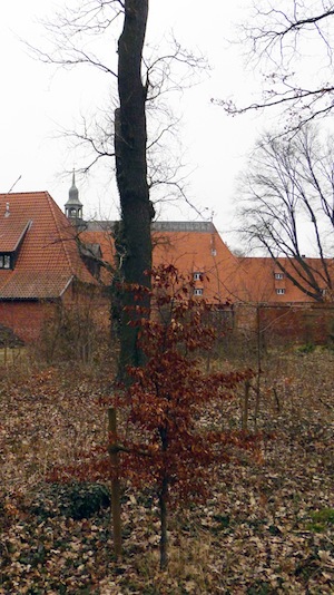 Wildpark Kloster Lüne